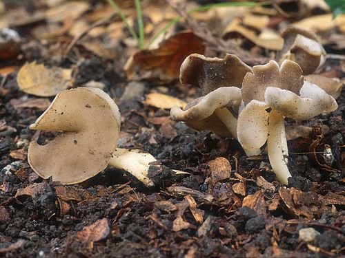 Helvella latispora